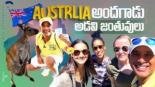 Blue mountains national park Australia | featherdale sydney wildlife park