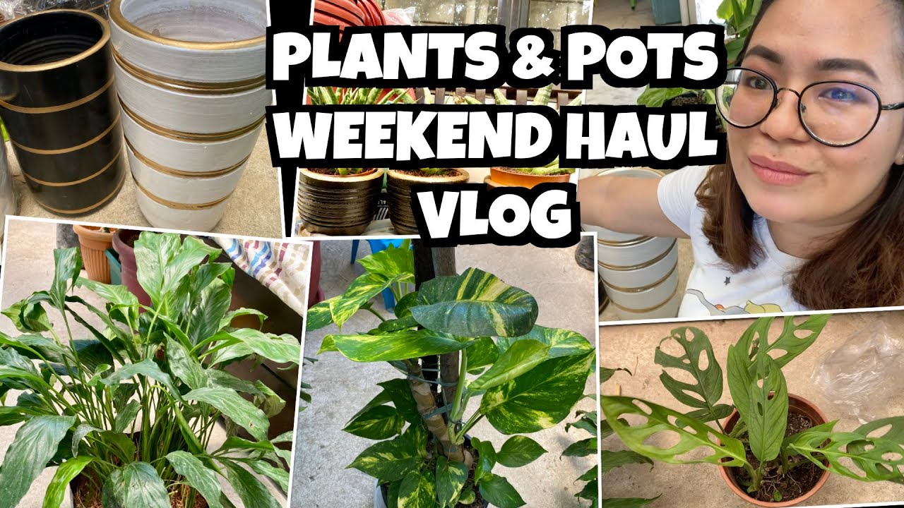 INDOOR PLANTS, WHITE POST, and BLACK POTS WITH GOLD HAUL - YouTube