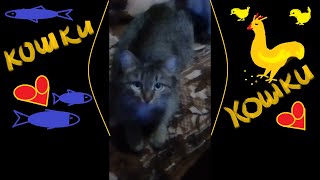 Кошки дружно просят вкусненького корма.) # cat , # домашние животные, # кошки. Кошки дружно просят вкусненького корма.) # cat , # домашние животные, # кошки.