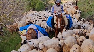 هجرة الراعي مع أغنامه وكلاب الكانجال بالجبال  وصلنا غابة اللوز