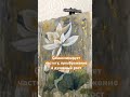 МК Белый лотос-Техника по сырому с потёками ВЫБИРАЙ ВЫГОДНО: https://shop.artbuki.ru/whtlts_vmc
