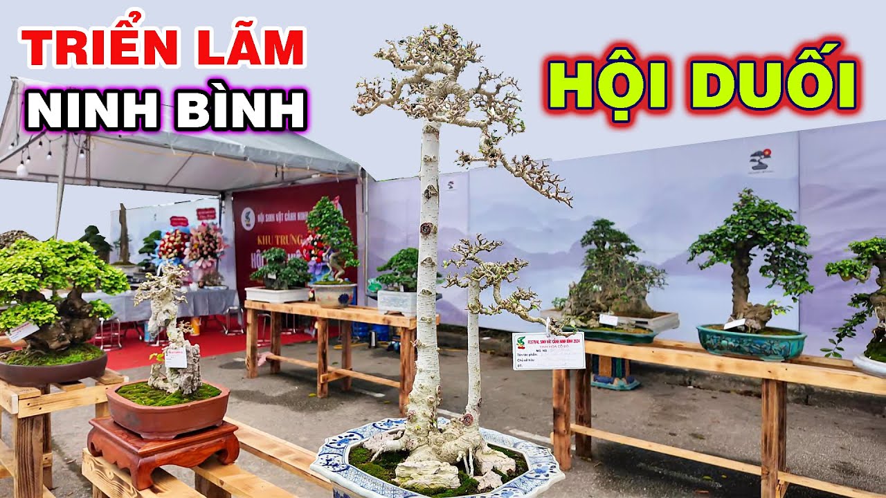 Hội Duối tại triển lãm SVC Ninh Bình 2024