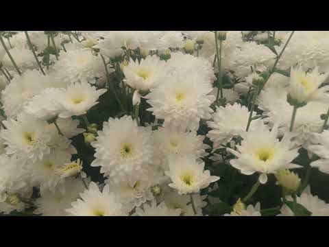 Video: Biele Chryzantémy (38 Fotografií): Veľké Kvety Inodorum „Nevesty šaty“a Sprej „Snehulienka“, Veľké A Malé Jednohlavé Chryzantémy, Iné Odrody