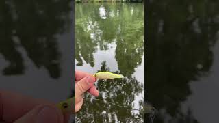 Megabass x-80 jr #pescuitlaspinning #fishing #perch#nature