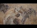 Hostile Planet (FULL EPISODE) | Battle for Survival in Predator Territory | Animal documentary