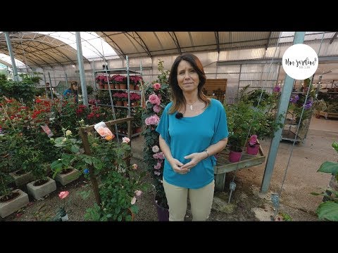 Vídeo: Como Se Livrar Permanentemente Da Trepadeira Do Jardim: Métodos E Análises