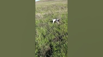 What a dog! #gsp #pointer #birddog #birdhunt #pheasanthunting #hunting #huntingdog #pheasants