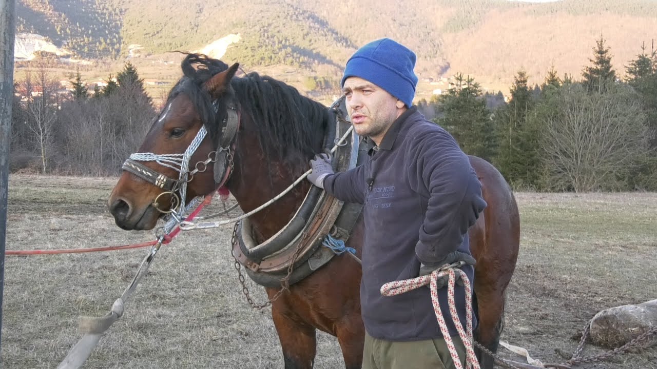 - TRANSPORT I UPREZANJE DIVLJEG KONJA, SERGEJ MILANOVIĆ / BRONCO