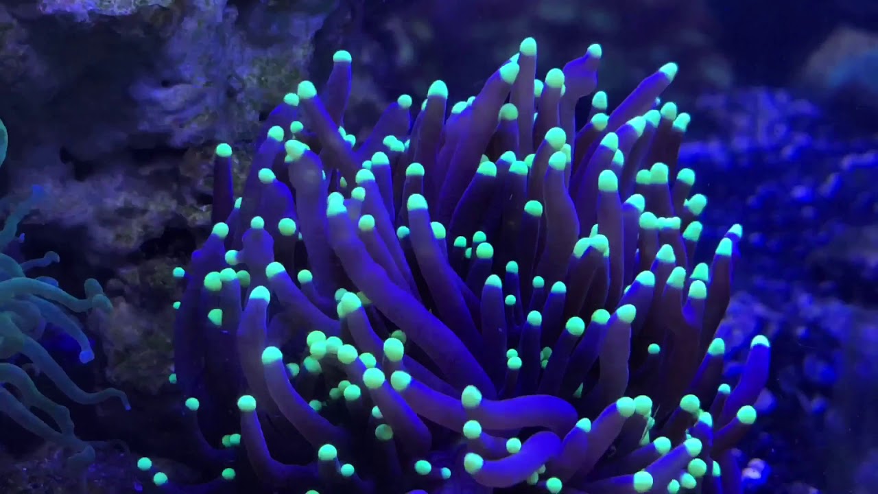 Iphone X Cinematic Reef Coral Euphyllia Black Torch Goldtip YouTube