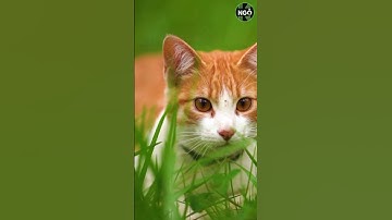 Vì sao mèo vờn chuột? #shorts #catandmouse