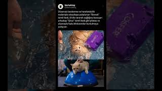 Düzensiz Beslenme Ve Hareketsizlik Nedeniyle Obeziteye Yakalanan Ekmek Isimli Kedi, 6 Kilo Vererek