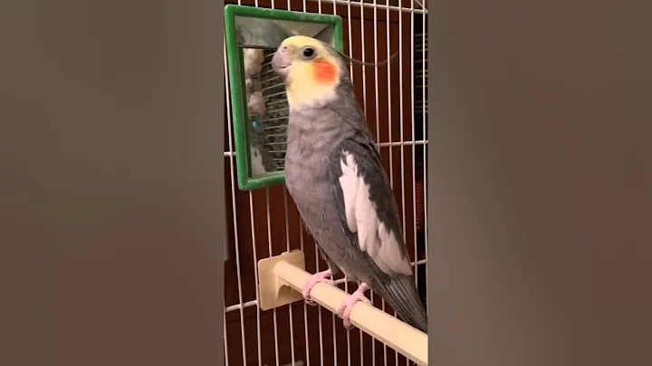 Charlie the Performer