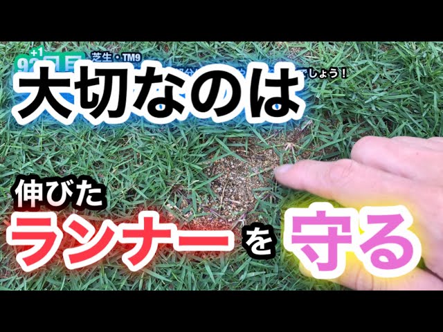 芝生壊滅 Tm9 93日目 ランナーがハゲた部分に露出 やっぱり目土でしょう Youtube 芝生壊滅 Tm9 93日目 ランナーがハゲた部分に露出 やっぱり目土でしょう Youtube