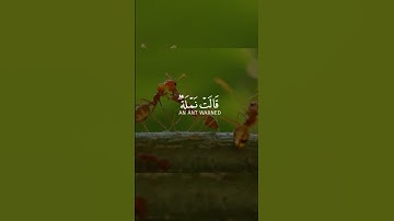 قالت نملة يَا أَيُّهَا النَّمْلُ ادْخُلُوا مَسَاكِنَكُم– قصة نملة سليمان وحكمة القرآن | سورة النمل