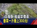 "白海豚"颱風來勢洶洶 葉菜類率先喊漲! 高麗菜要價百元.香菜價格飆漲5倍 民眾直呼吃不消...｜非凡財經新聞｜20260807
