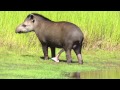 Male Tapir