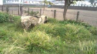 高加索犬 Pammy & Yila 嬉遊記 2