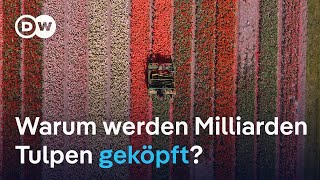 Ein Blick hinter die Kulissen des blühenden Tulpenhandels