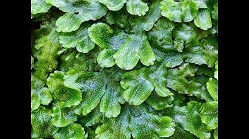 Classification of Bryophytes/ Plant Kingdom/Malayalam/ BSc Botany