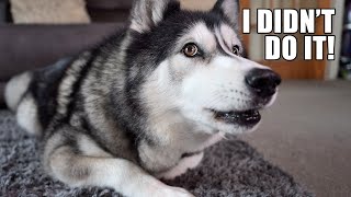 Finding Out WHY My Husky DIGS Under The Stairs!