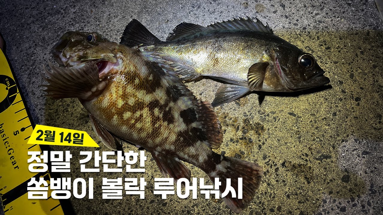 직벽에서 고기가 계속나온다! 2월 14일 제주 사계항 볼락, 쏨뱅이 루어낚시 rockfish lure fishing - YouTube