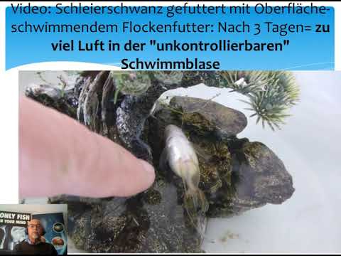 Video: Warum schwimmt ein Goldfisch auf dem Kopf?