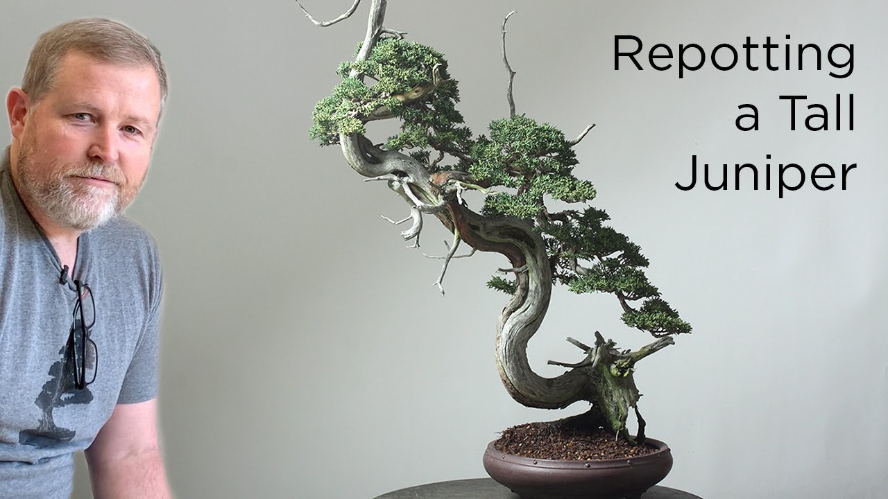 Bonsaify | Сложная пересадка высокого собранного можжевельника бонсай