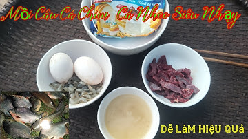Mồi câu cá chim, cách làm mồi câu cá chim cá nheo siêu nhạy