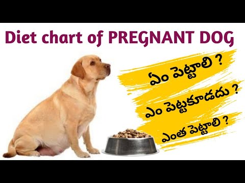 Dog pregnancy Diet chart in telugu 🍼 | what to feed & what not to feed