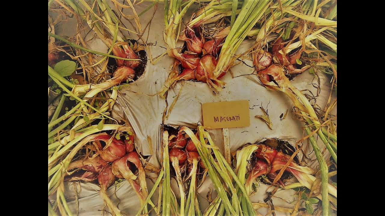 BUDIDAYA BAWANG MERAH BIJI (TSS) MASERATI F1