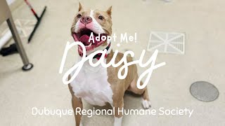 Adopt Daisy!