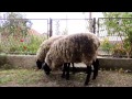 romanov sheep serbia september