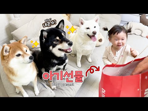아기가 생긴뒤로 강아지가 슬퍼지는 이유 ㅠㅠ