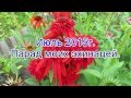 Июль 2015г  Парад моих эхинацей