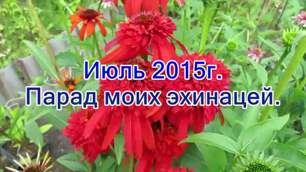Июль 2015г  Парад моих эхинацей