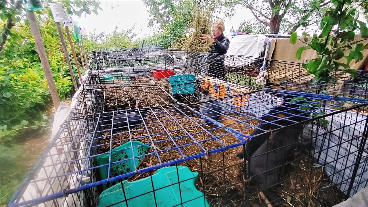 Raised Vegetable Garden Bed Turned Rabbit Warren Worked! - YouTube