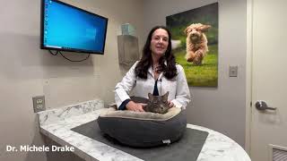 OncoK9 Cancer Screening Test by The Drake Center for Veterinary Care 251 views 1 year ago 1 minute, 52 seconds