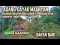 Kehidupan Suku Dayak, berladang, kehidupan tradisional Dayak Maanyan di pedalaman kalimantan