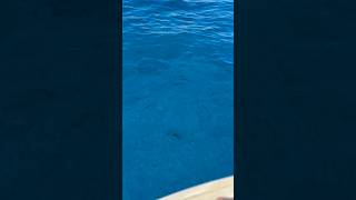 The Clear Water at Molokini Crater