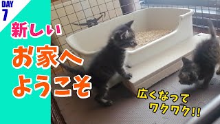 【保護7日目】子猫のニイとサンはダンボールから新居へお引越し、興味津々で今日も元気！ Tiny kittens get a new home #子猫 #kitten #保護猫 #cat #猫咪