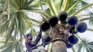 Fresh Toddy Palm Neera Collection | My Grandfather Tapping Borassus Tree | Healthy Morning Drink 🌴
