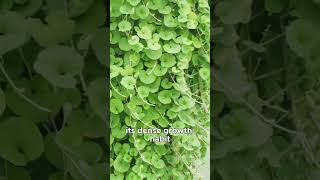 Versatile Uses Of Dichondra Repens Kidneyweed In Your Garden