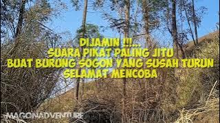 Suara Piakat Sogon Jitu Andalan Burung Susah Turun Garung Pasti Nempel,