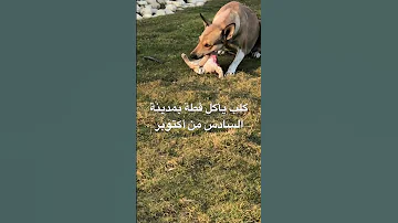 كلب يأكل قطة بمدينة السادس من أكتوبر 