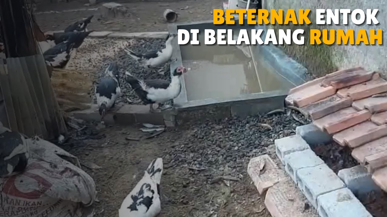 CARA TERNAK ENTOK SUKSES SKALA KECIL DI BELAKANG RUMAH 