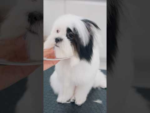 Japanese chin haircut / 狆のヘアカット #shorts