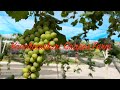 271. How do we kill our time if we are bored? Motorcycle ride to Grapes farm and restaurant.