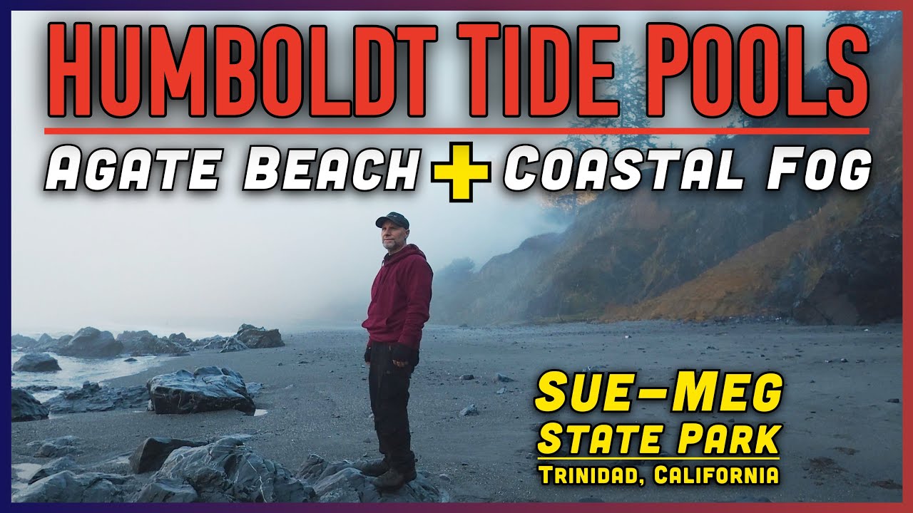 Приливные бассейны на пляже Агате 🌊 Государственный парк Сью-Мег | Округ Гумбольдт бурлят жизнью