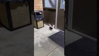 Celebrity Funny Cat Video Wealth