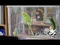 チビ太、お迎え初日（9月14日の様子）